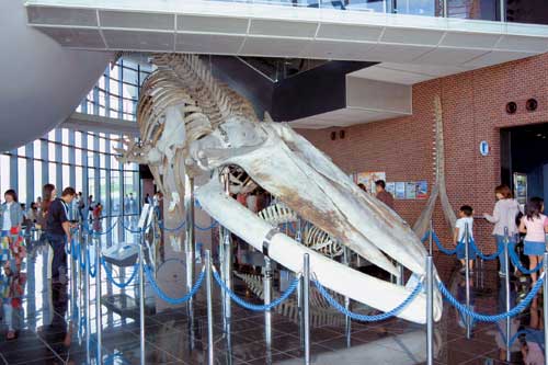 Shimonoseki Marine Science Museum gKaikyokanh