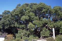 Camphor tree forest (Kusu-no-mori)