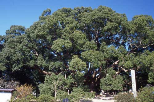 Camphor tree forest (Kusu-no-mori)