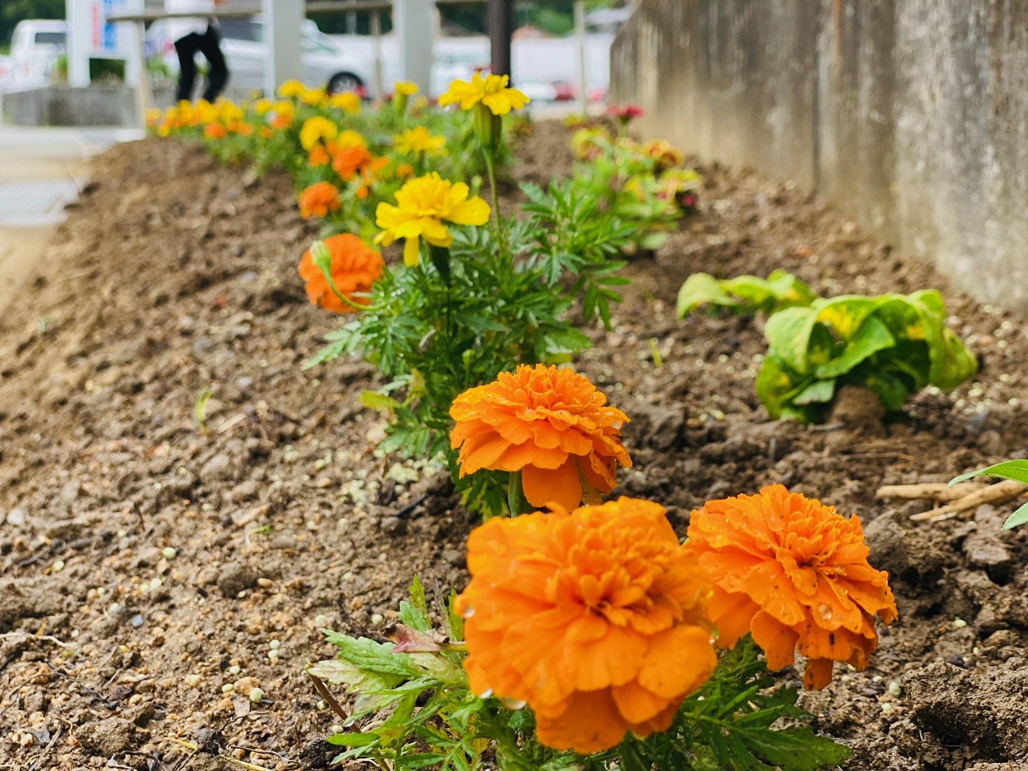 花壇