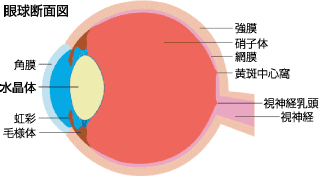 眼球断面図